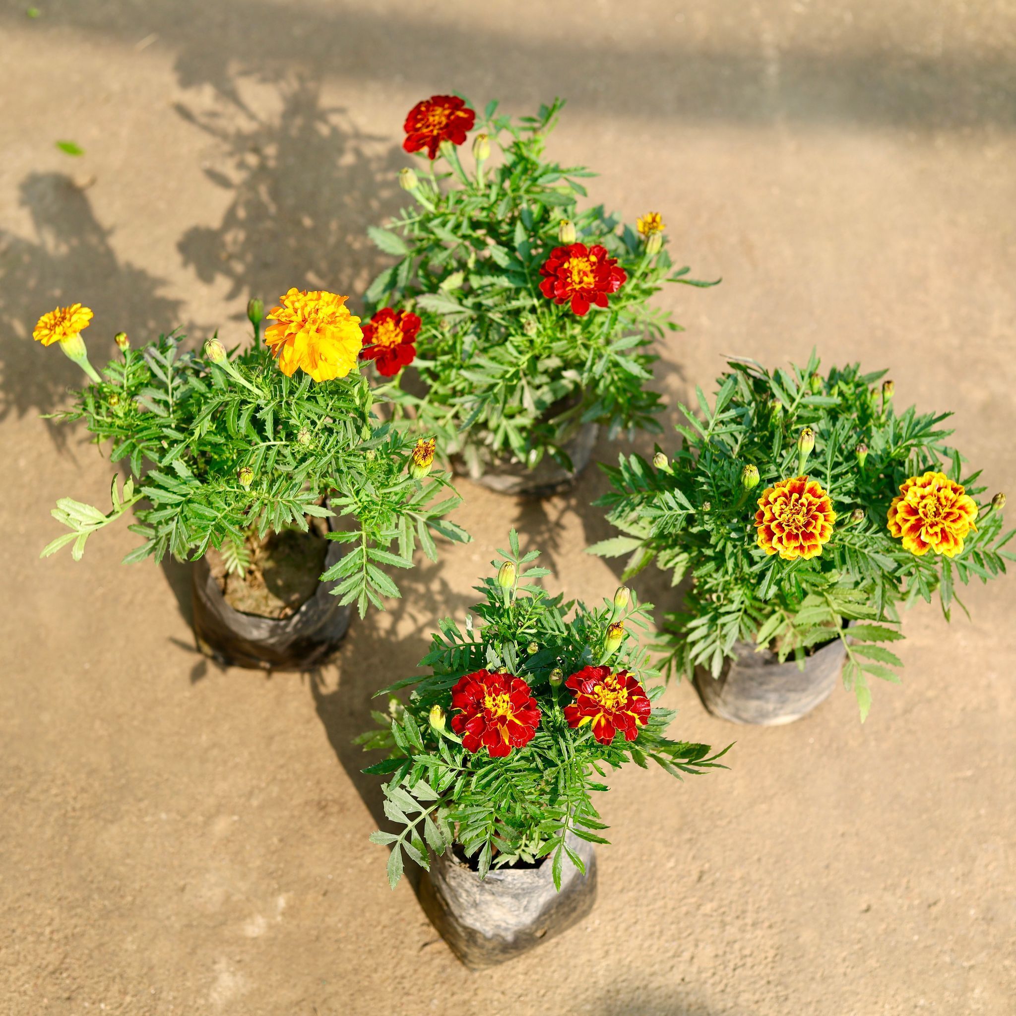 Set of 4 - French Marigold / Genda (any colour) in 4 Inch Nursery Bag