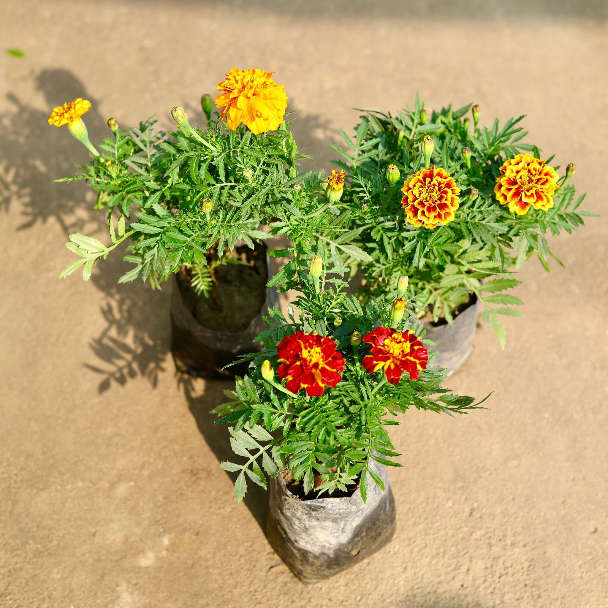 Set of 3 - French Marigold / Genda (any colour) in 4 Inch Nursery Bag
