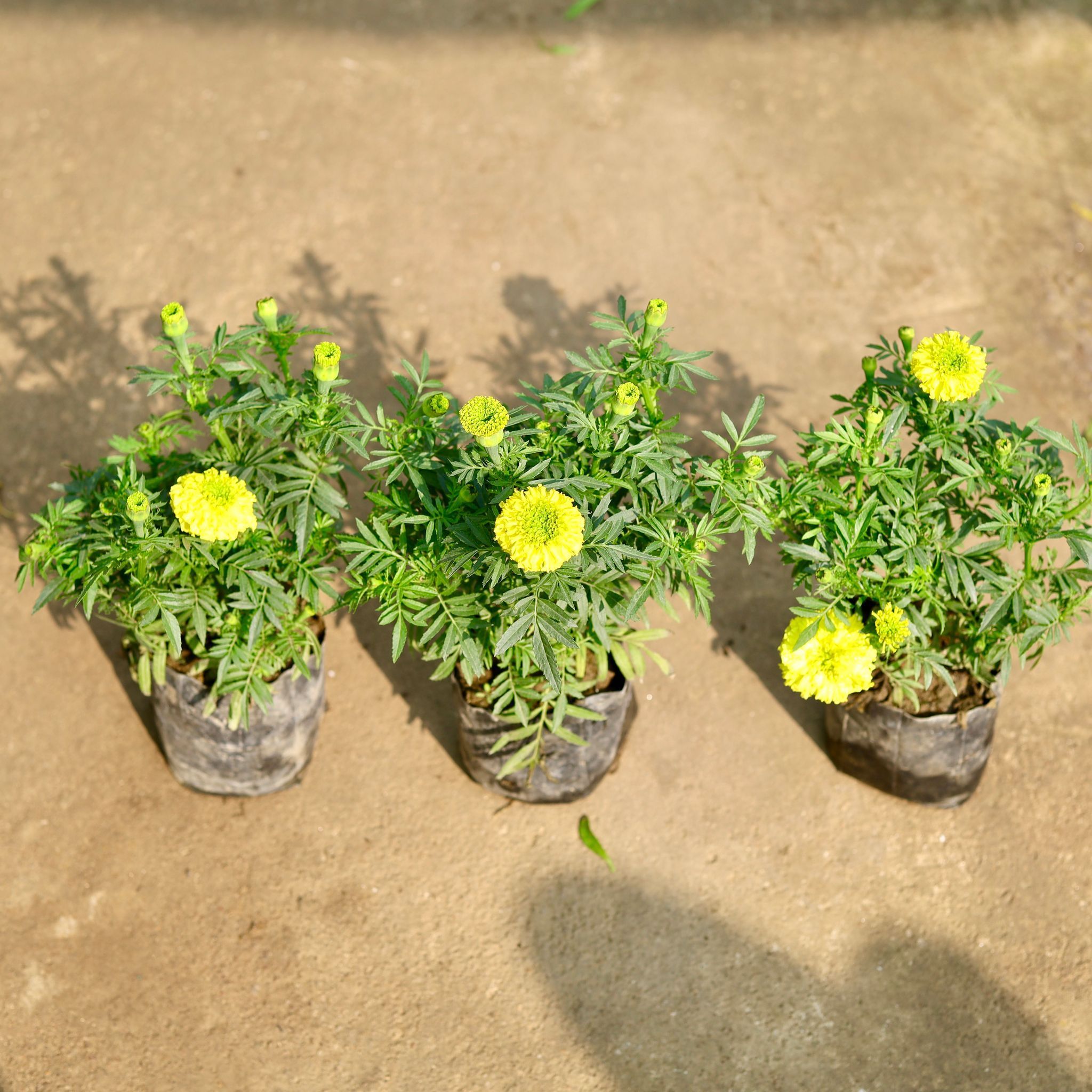 Set of 3 - Marigold / Genda Yellow in 4 Inch Nursery Bag