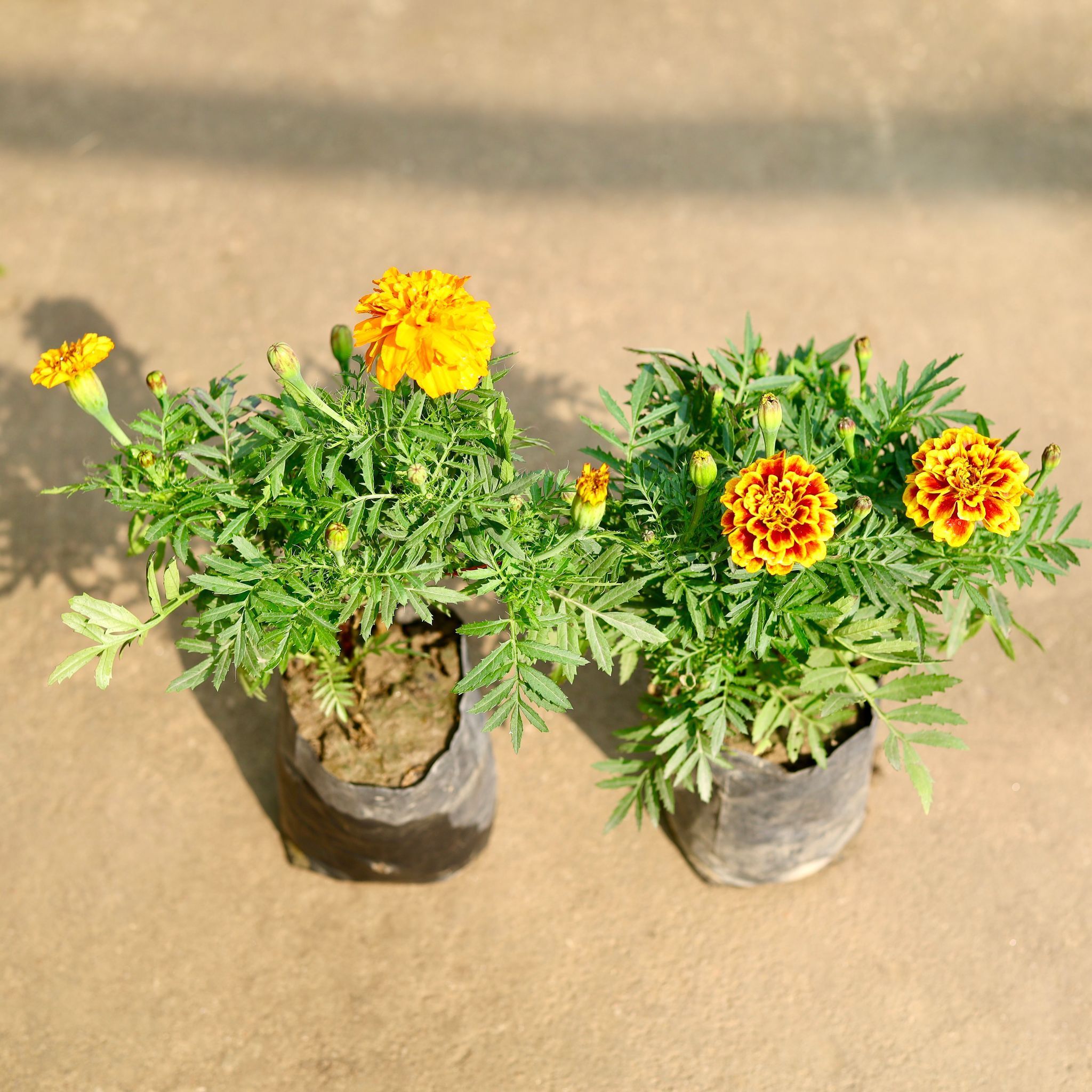 Set of 2 - French Marigold / Genda (any colour) in 4 Inch Nursery Bag