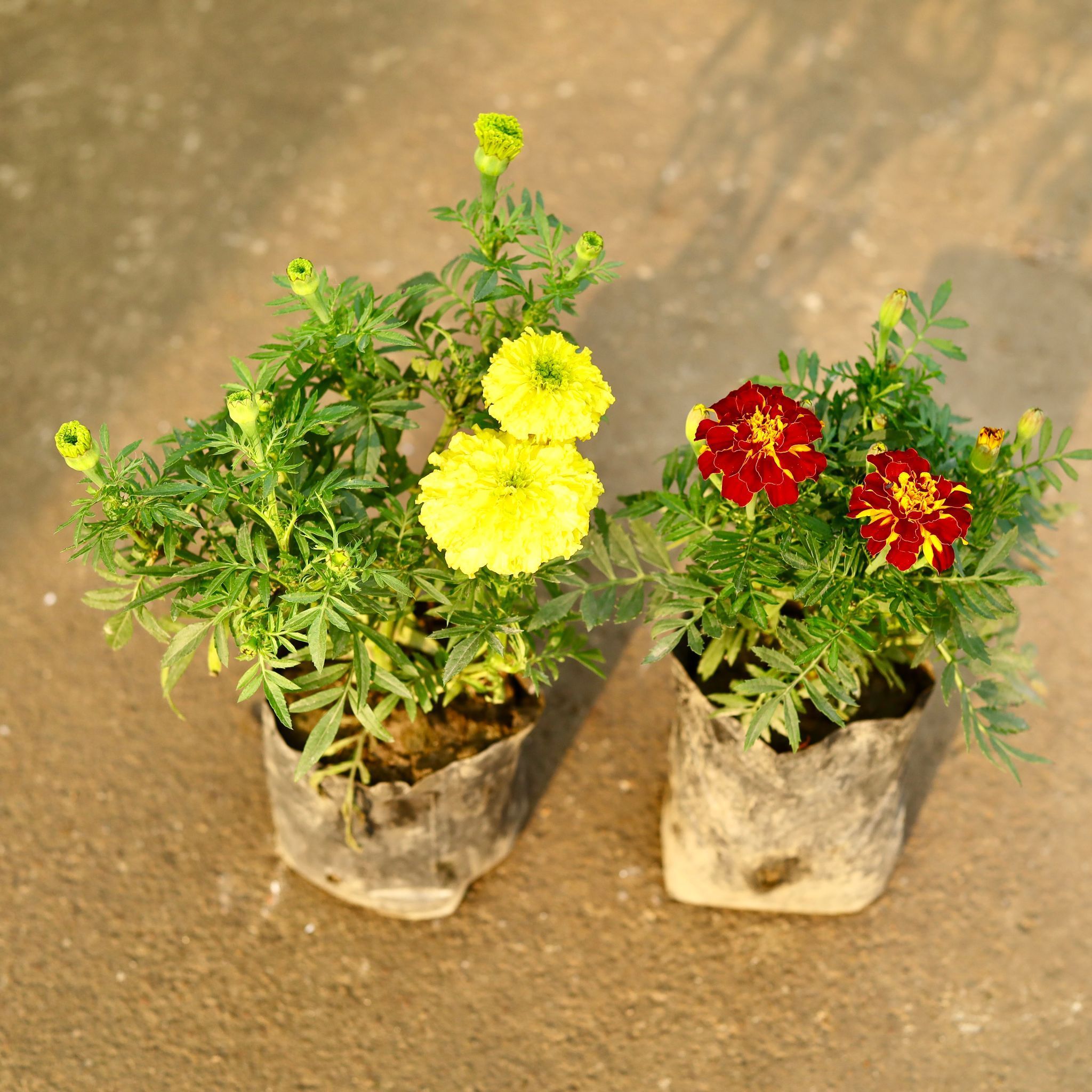 Set of 2 - Marigold Jafri & Yellow in 4 Inch Nursery Bag