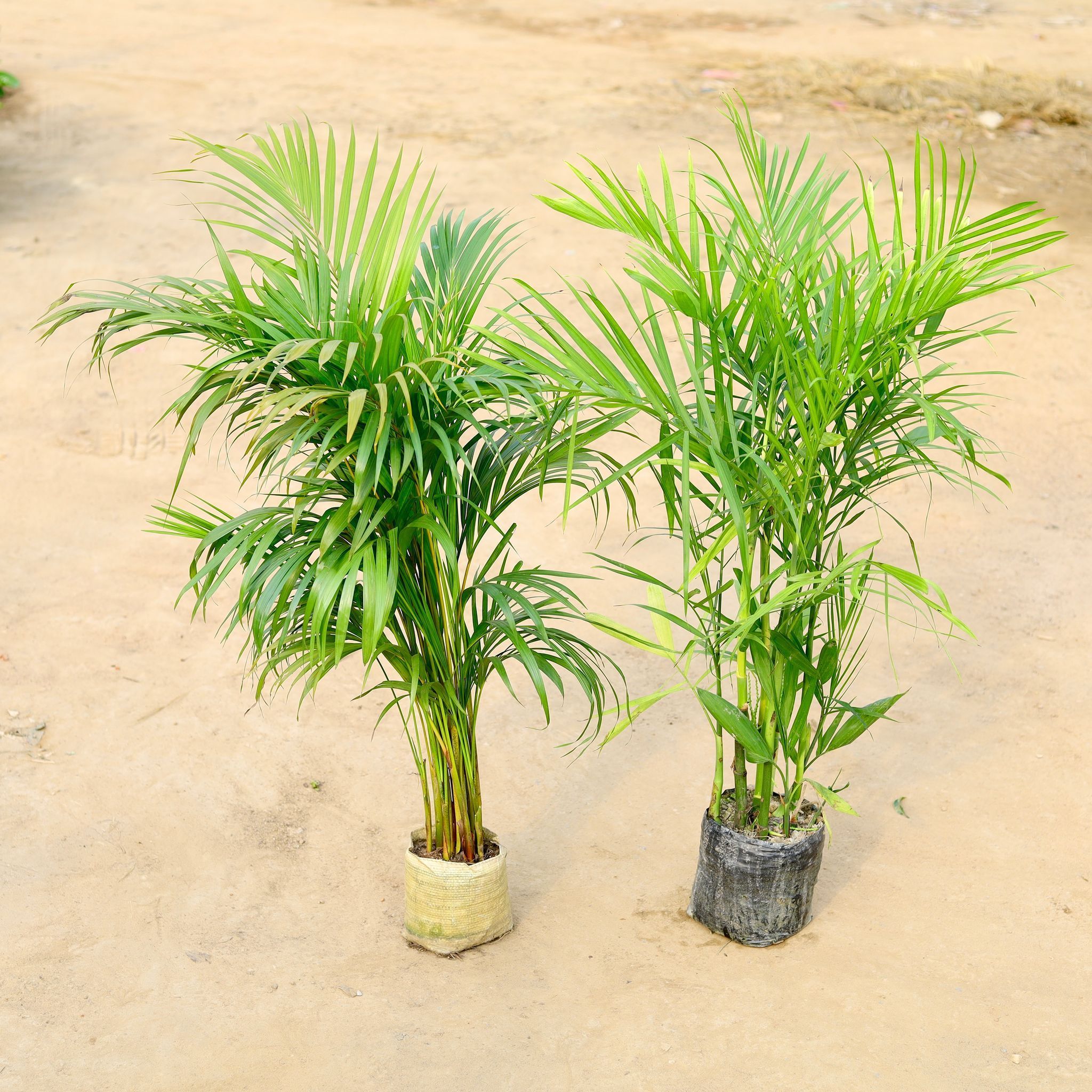 Set of 2 - Areca & Bamboo / Cane Palm (~ 4 Ft) in 8 Inch Nursery Bag