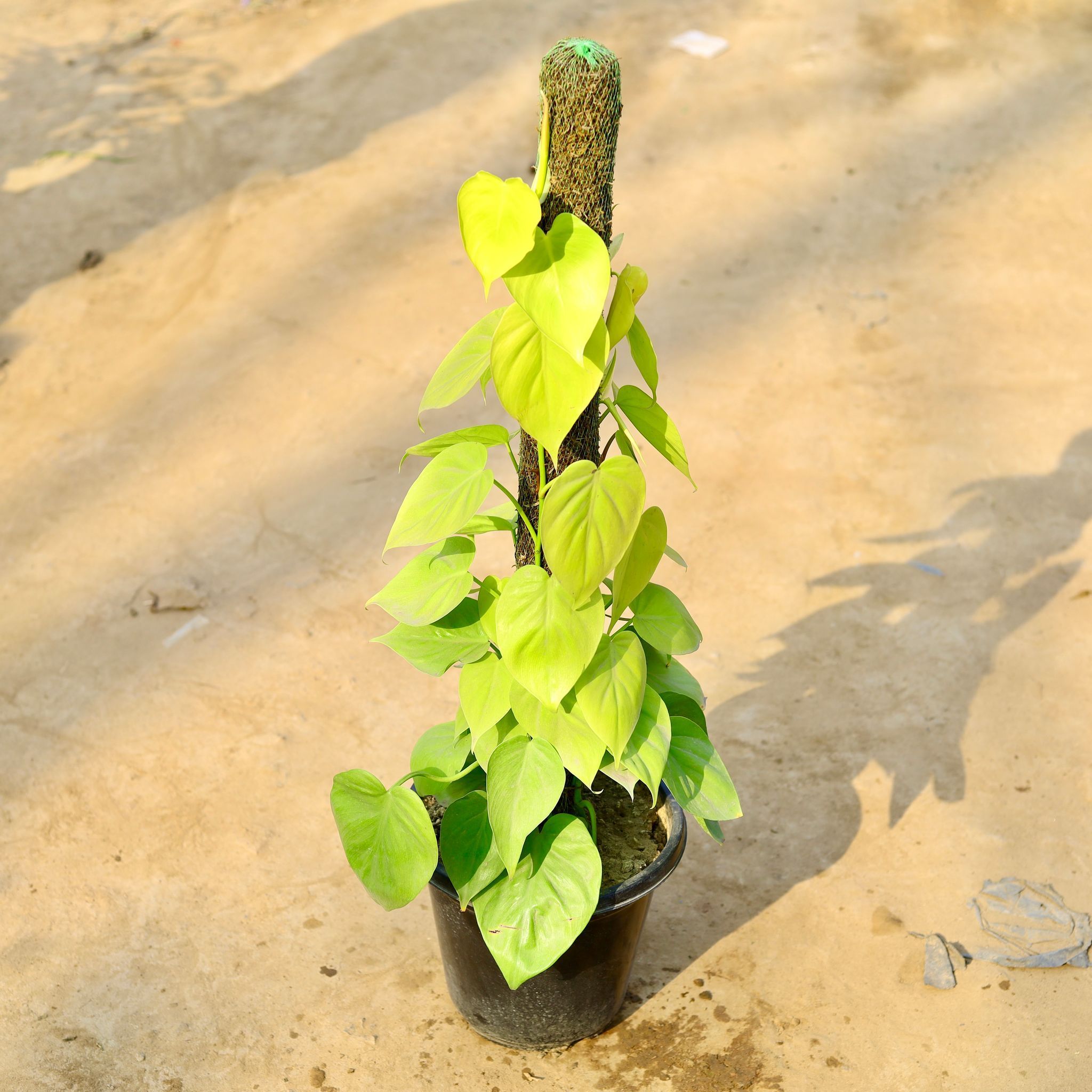 Money Plant Golden with 3 Ft Moss Stick in 10 Inch Nursery pot