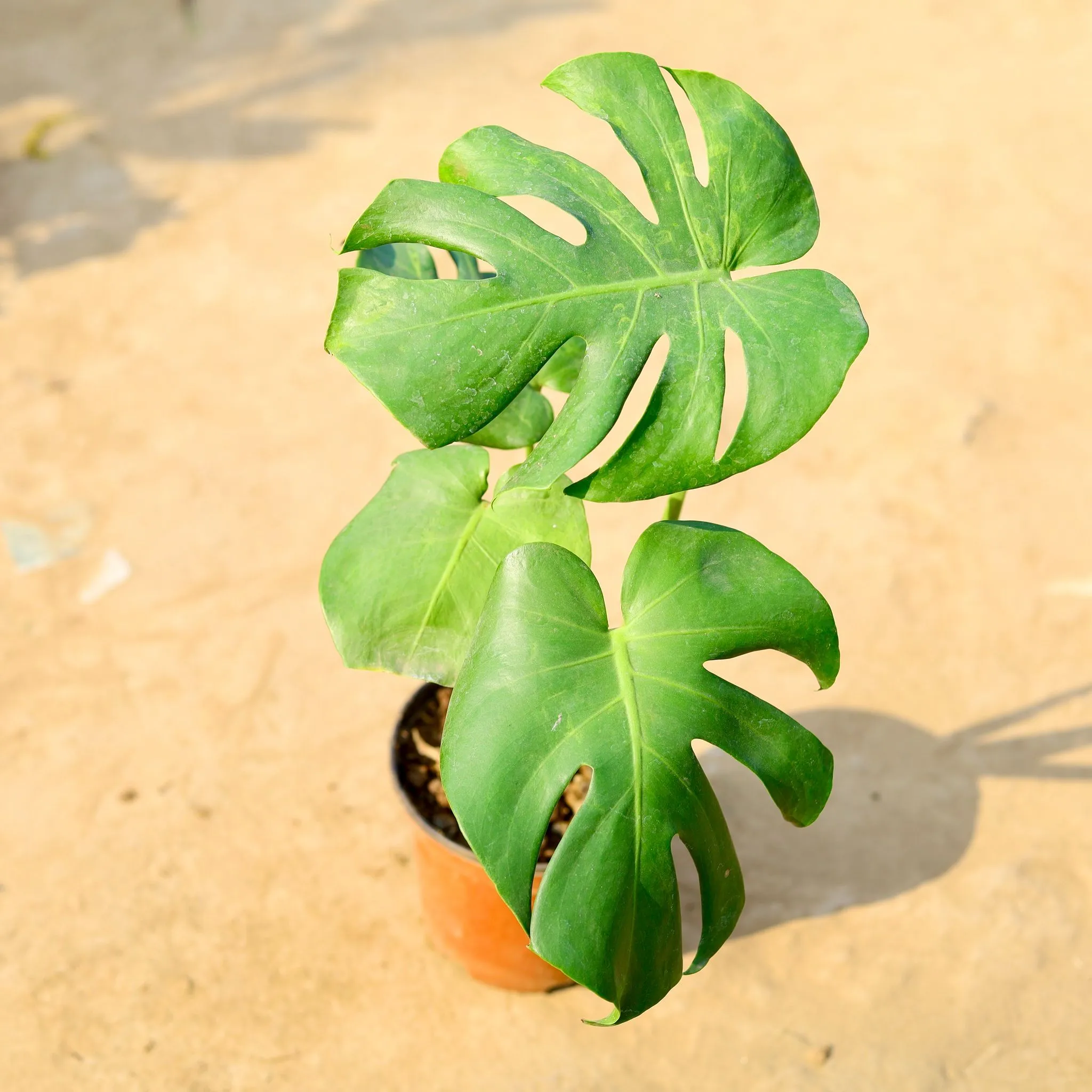Monstera Deliciosa in 6 Inch Nursery pot