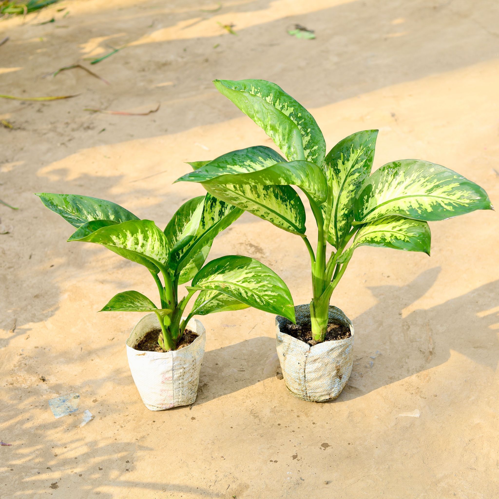Set of 2 - Dieffenbachia Seguine in 7 Inch Nursery Bag