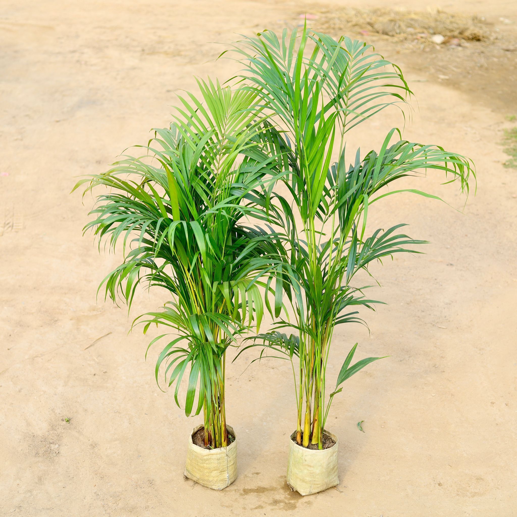 Set of 2 - Areca Palm (~ 2-3 Ft) in 5 Inch Nursery Bag