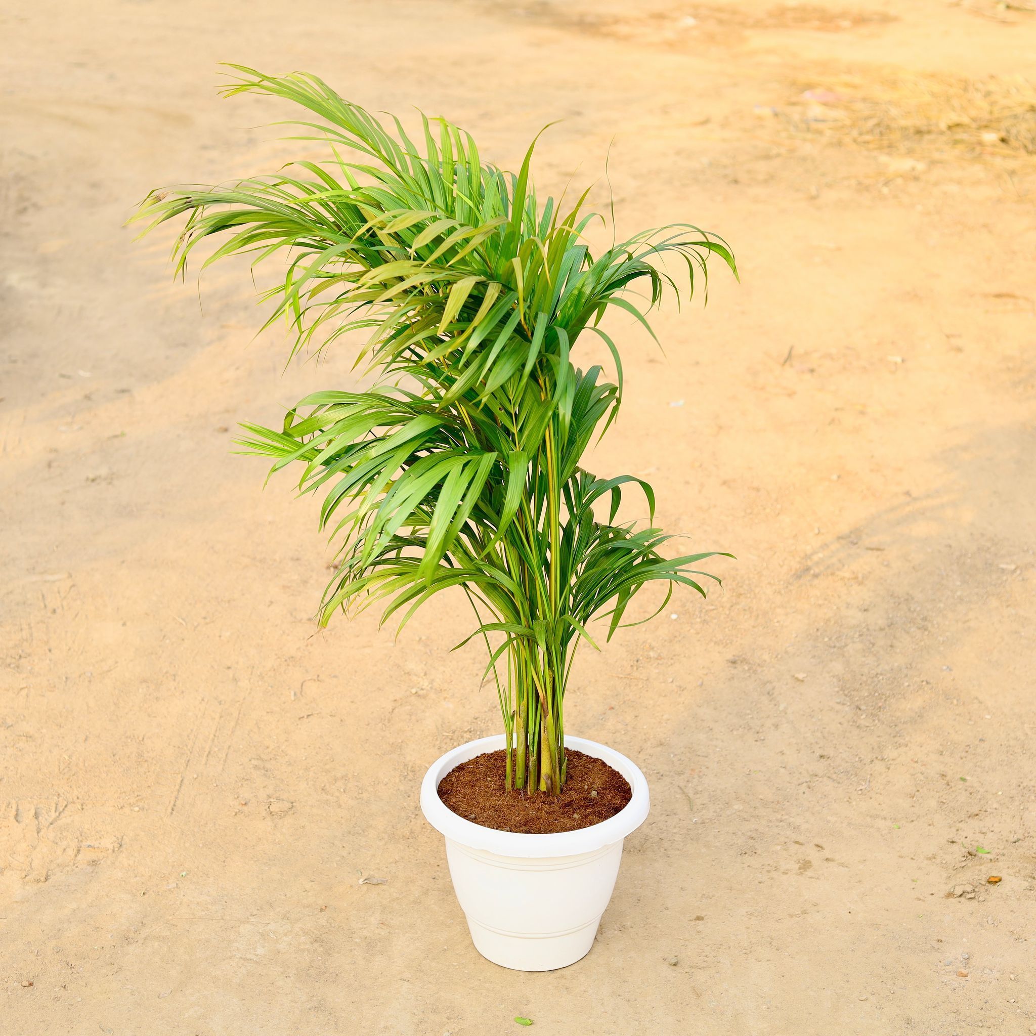 Areca Palm (~ 2-3Ft) in 8 Inch Classy White Plastic Pot