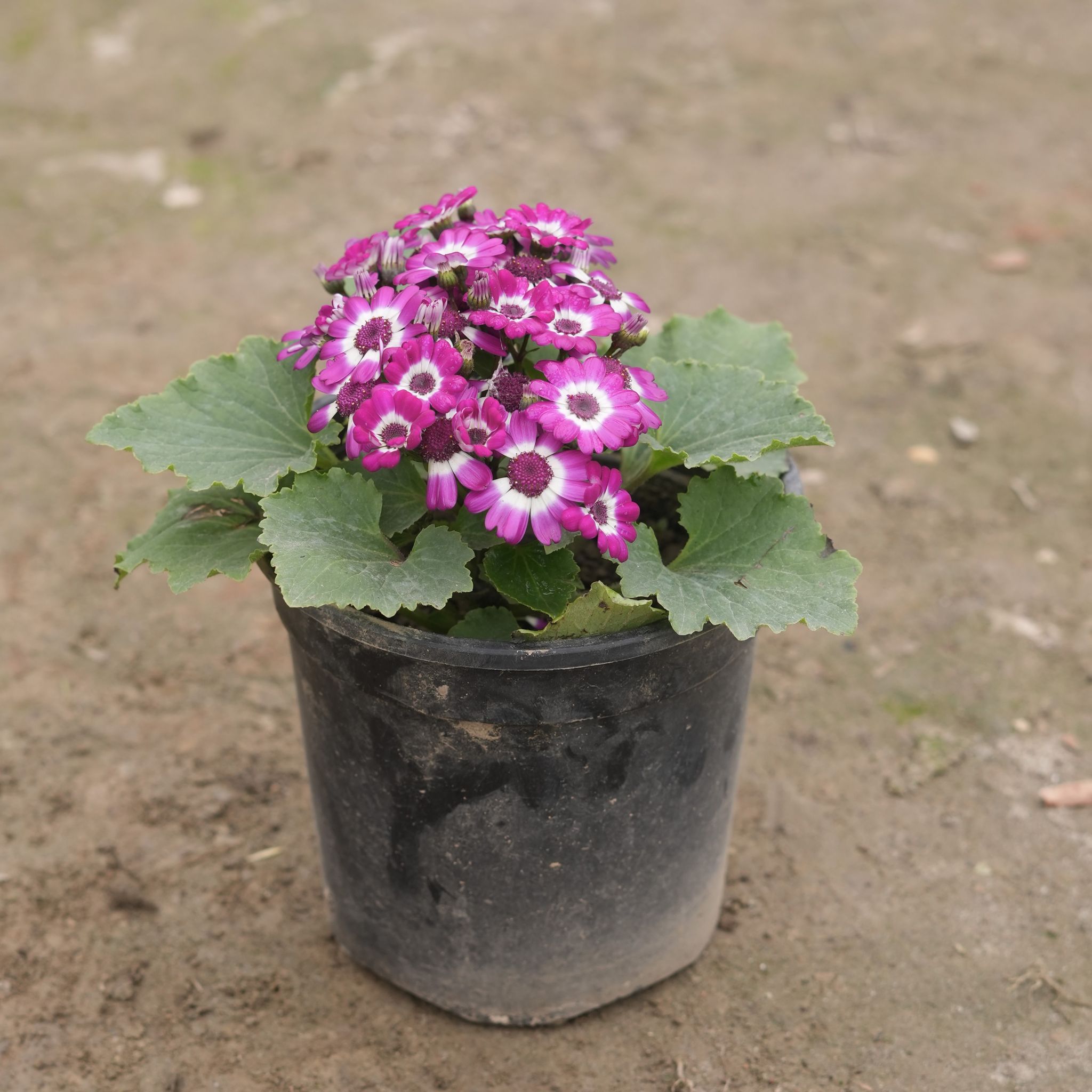 Cineraria (any colour) in 6 Inch Nursery Pot