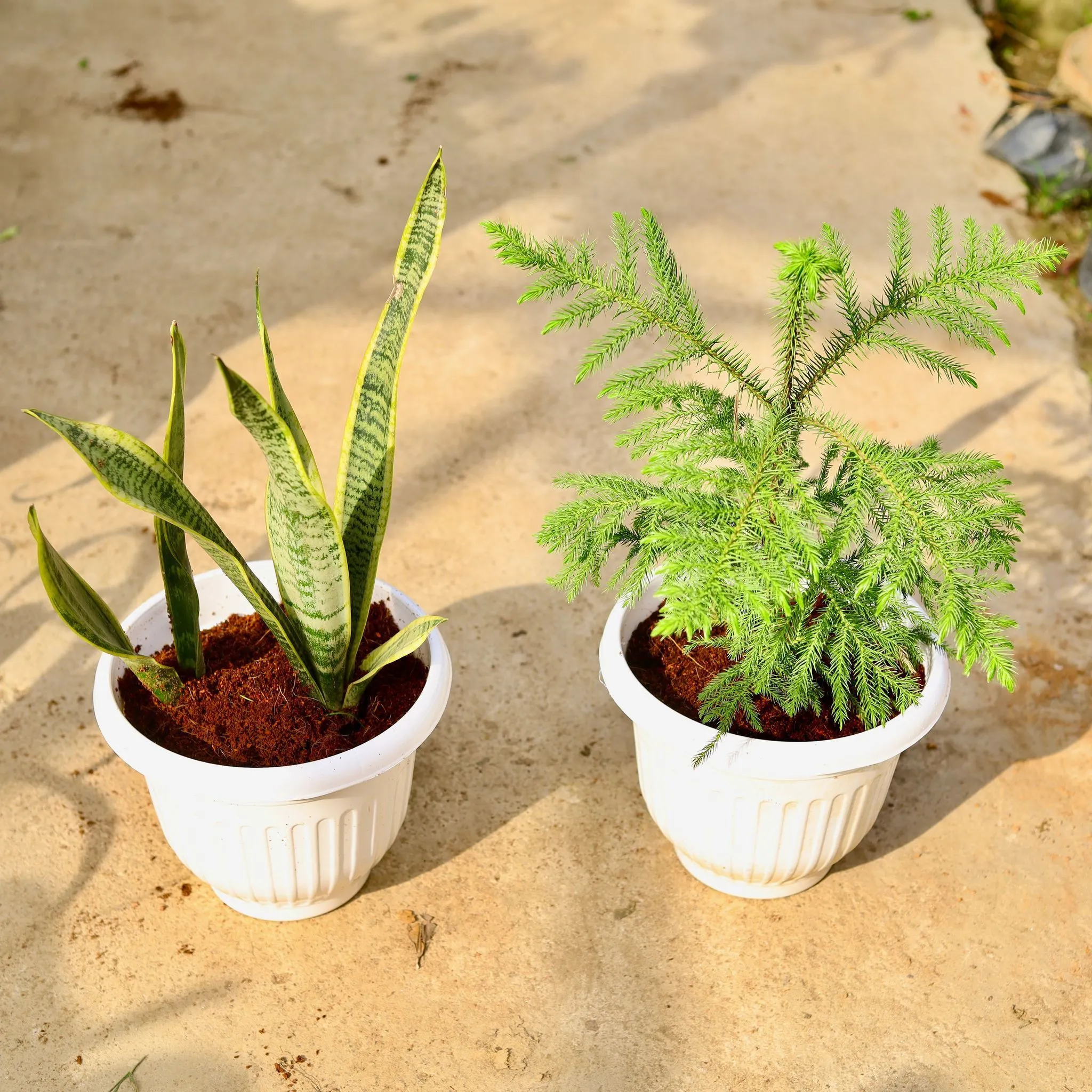 Set of 2 - (Snake Long & Araucaria / Christmas tree) in 10 Inch White Olive Plastic Pot