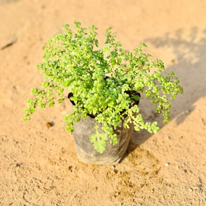 Buy Baby Tears / Pilea Microphylla in 4 Inch Nursery Bag Online | Urvann.com