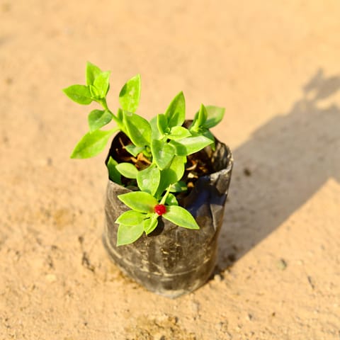 Baby Sun Rose (any colour) in 4 Inch Nursery Bag
