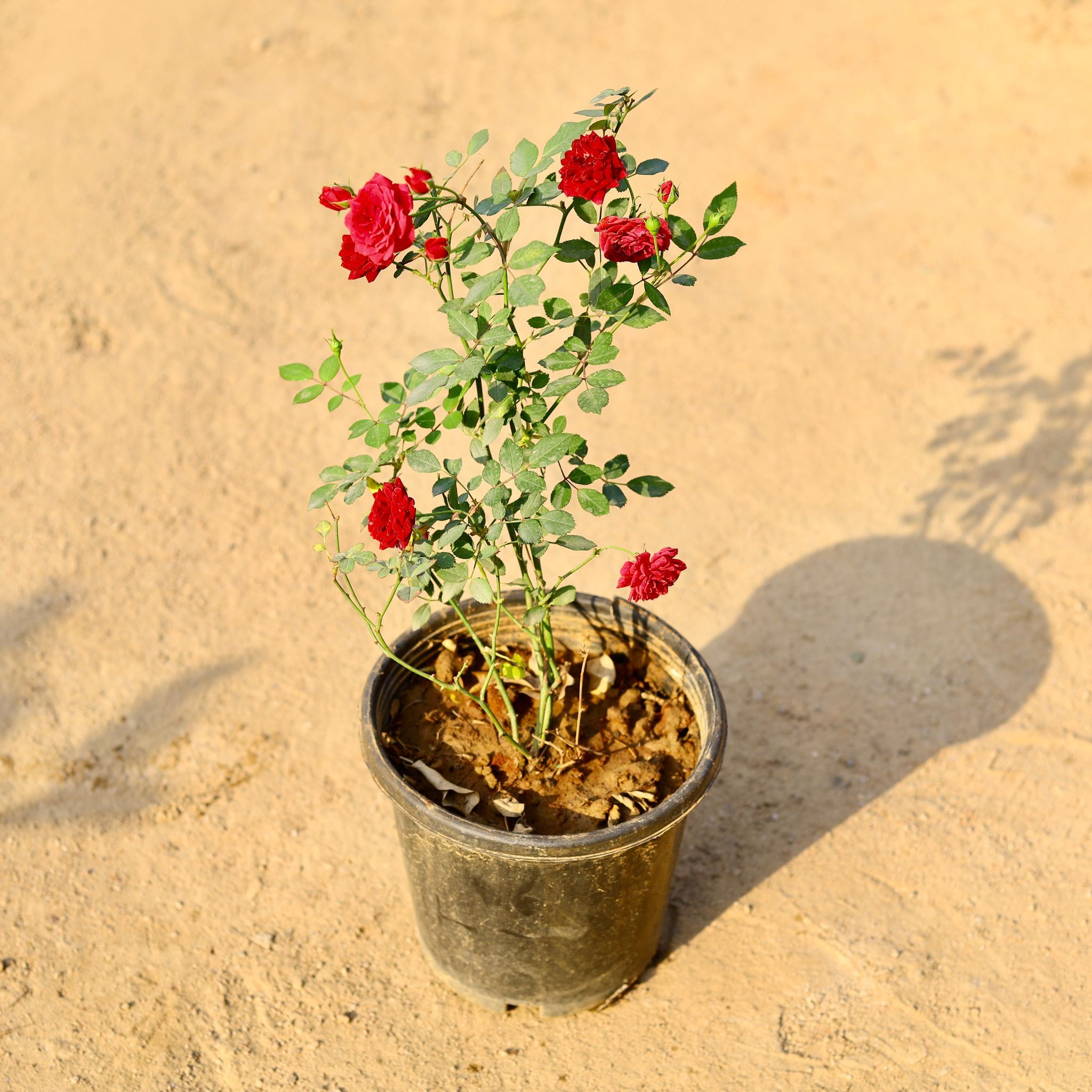 Button / Miniature Rose (any colour) in 8 Inch Nursery Pot