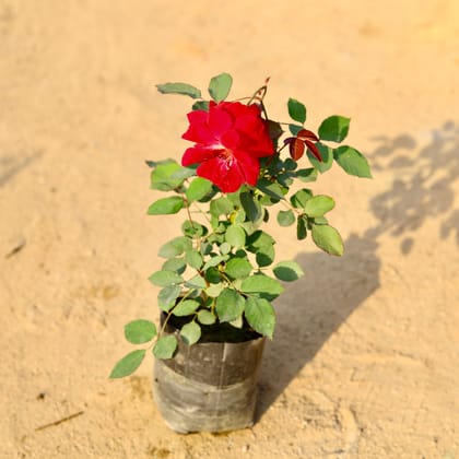 Buy Kashmiri Rose all Seasons (any colour) in 7 Inch Nursery Bag Online | Urvann.com