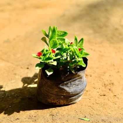 Baby Sun Rose (any colour) in 3 Inch Nursery Bag