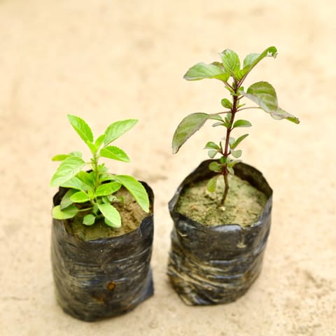 Set of 2 - Tulsi (Rama & Shyama) in 4 Inch Nursery Bag