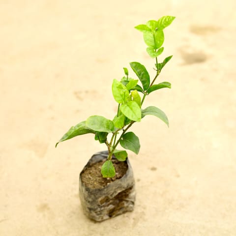 Motia / Jasmine in 4 Inch Nursery Bag