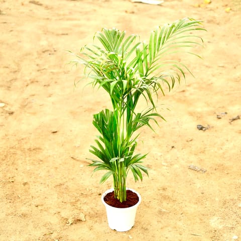 Areca Palm (~ 3Ft) in 8 Inch White Nursery Pot