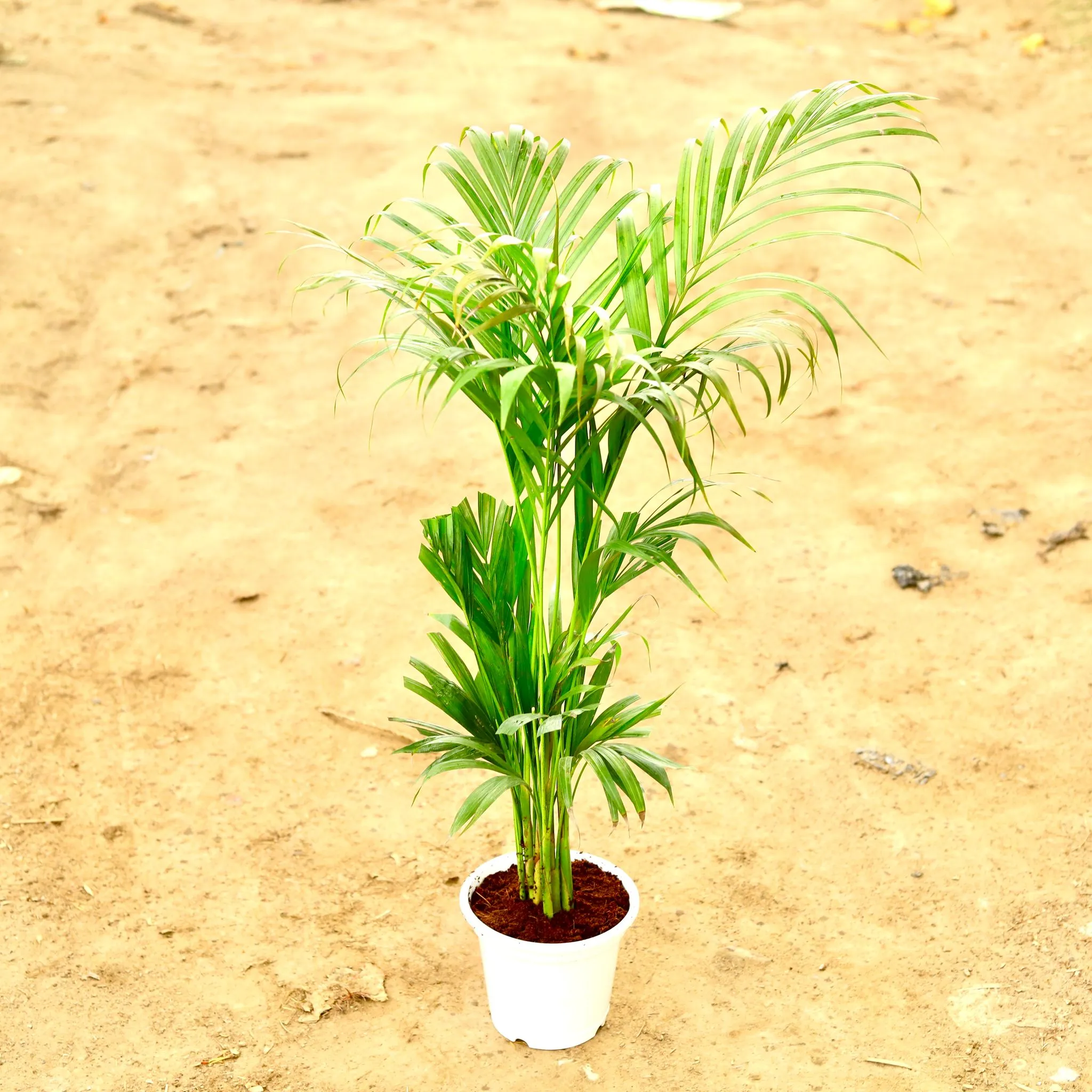 Areca Palm (~ 3Ft) in 8 Inch White Nursery Pot
