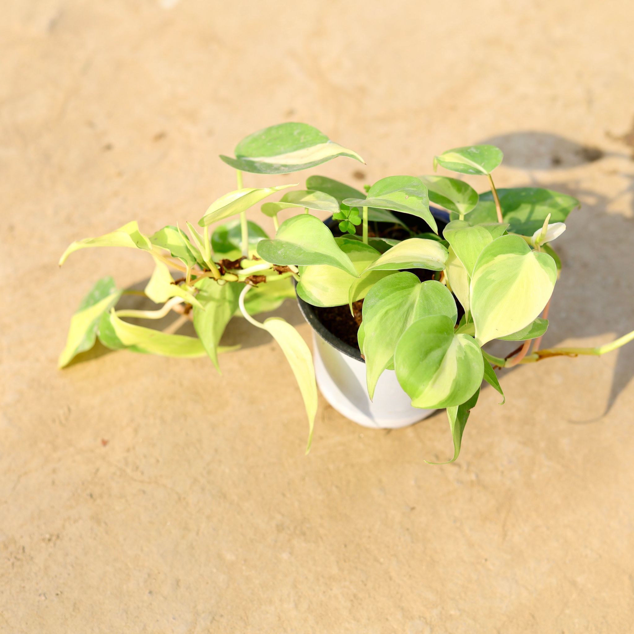 Oxycardium Variegated in 4 Inch Nursery pot