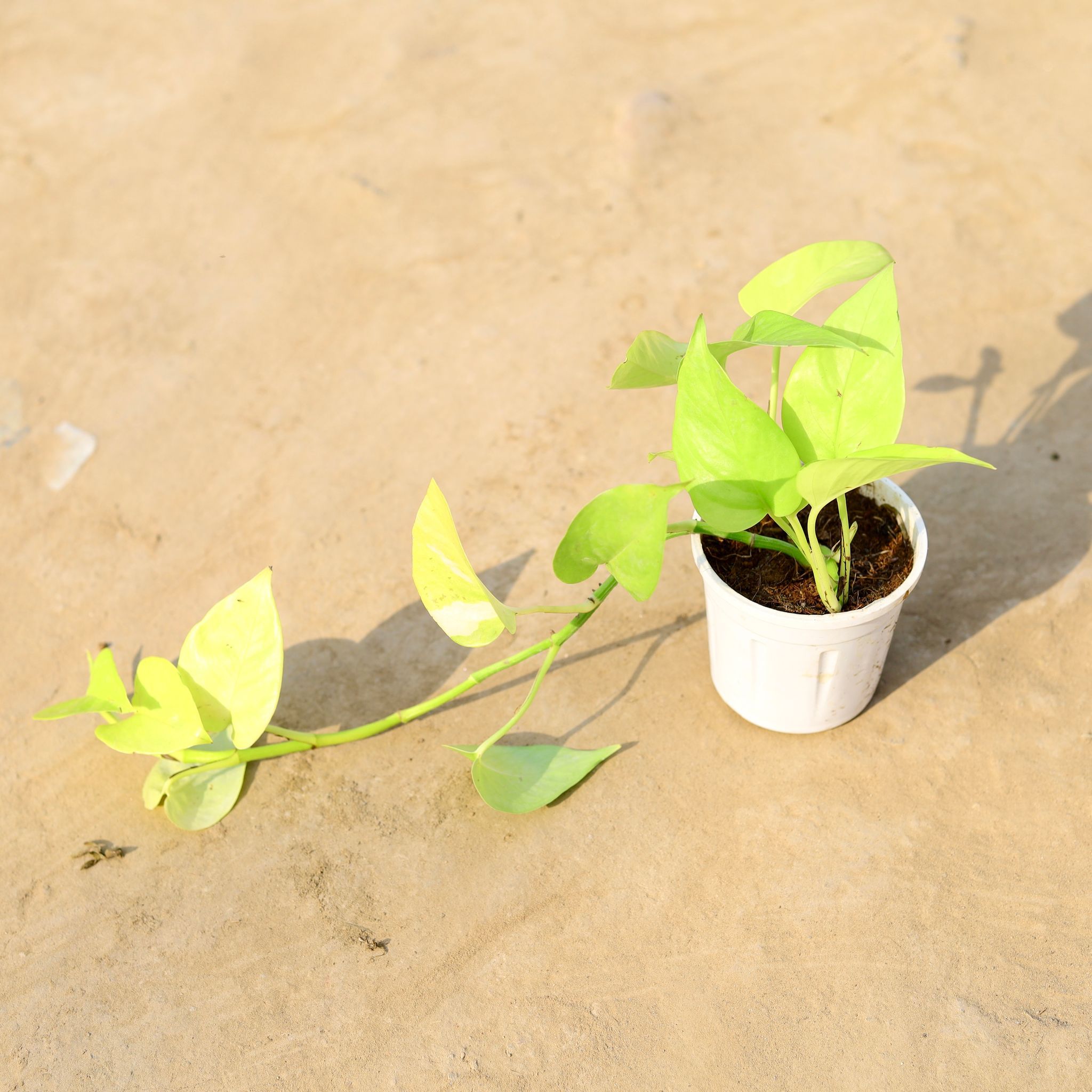 Money Plant Golden Creeper/Long in 4 Inch Nursery pot