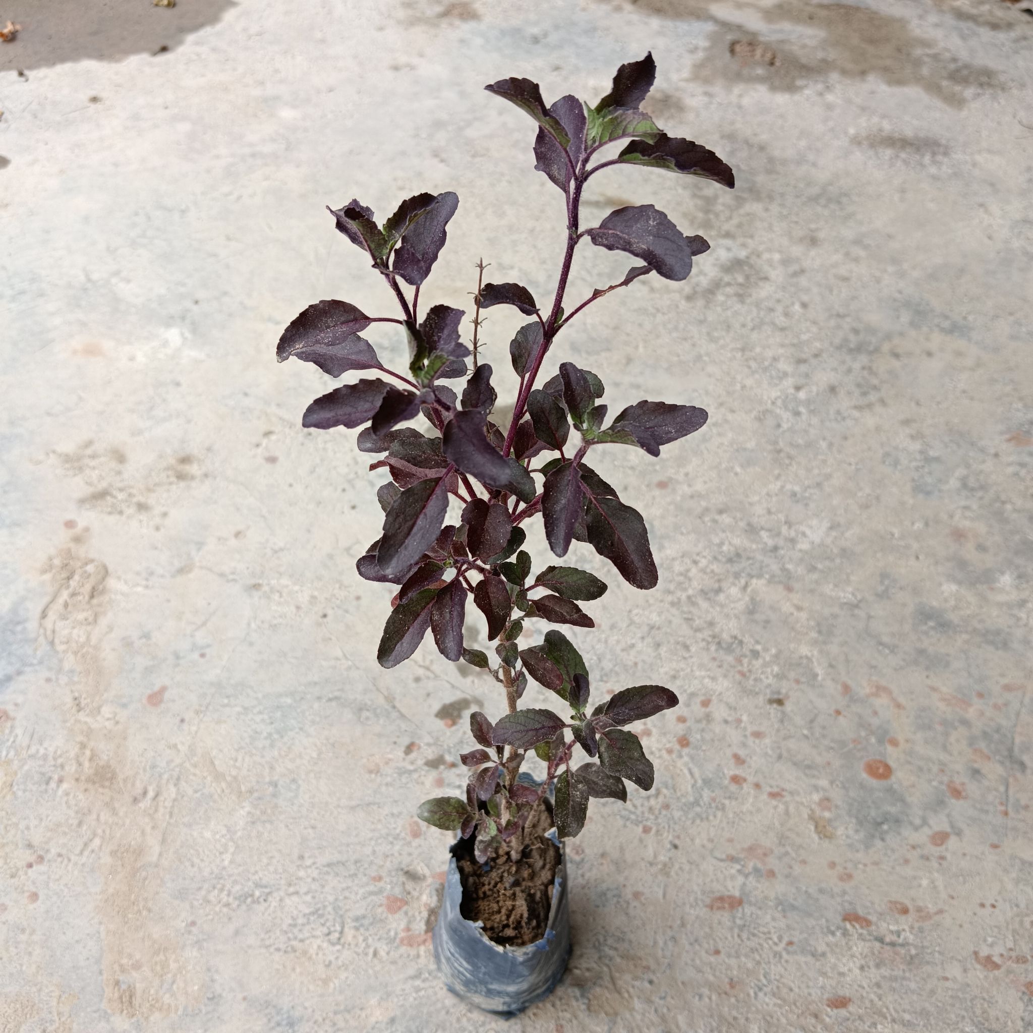 Shyama Tulsi in 4 Inch Nursery Bag