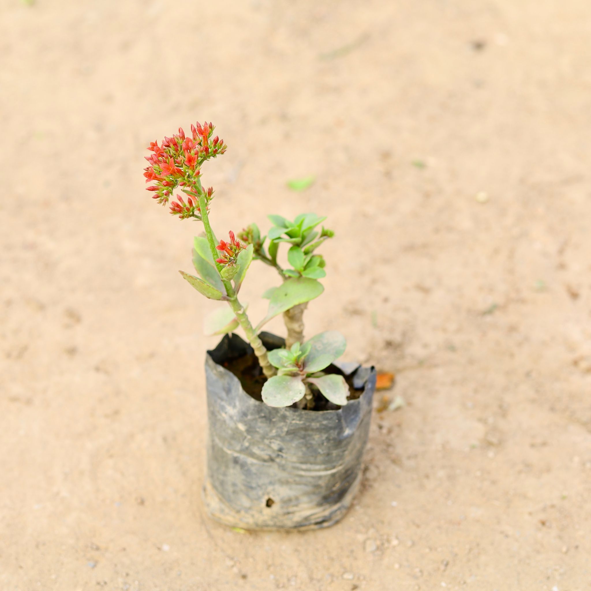 Kalanchoe Desi Red in 4 Inch Nursery Bag