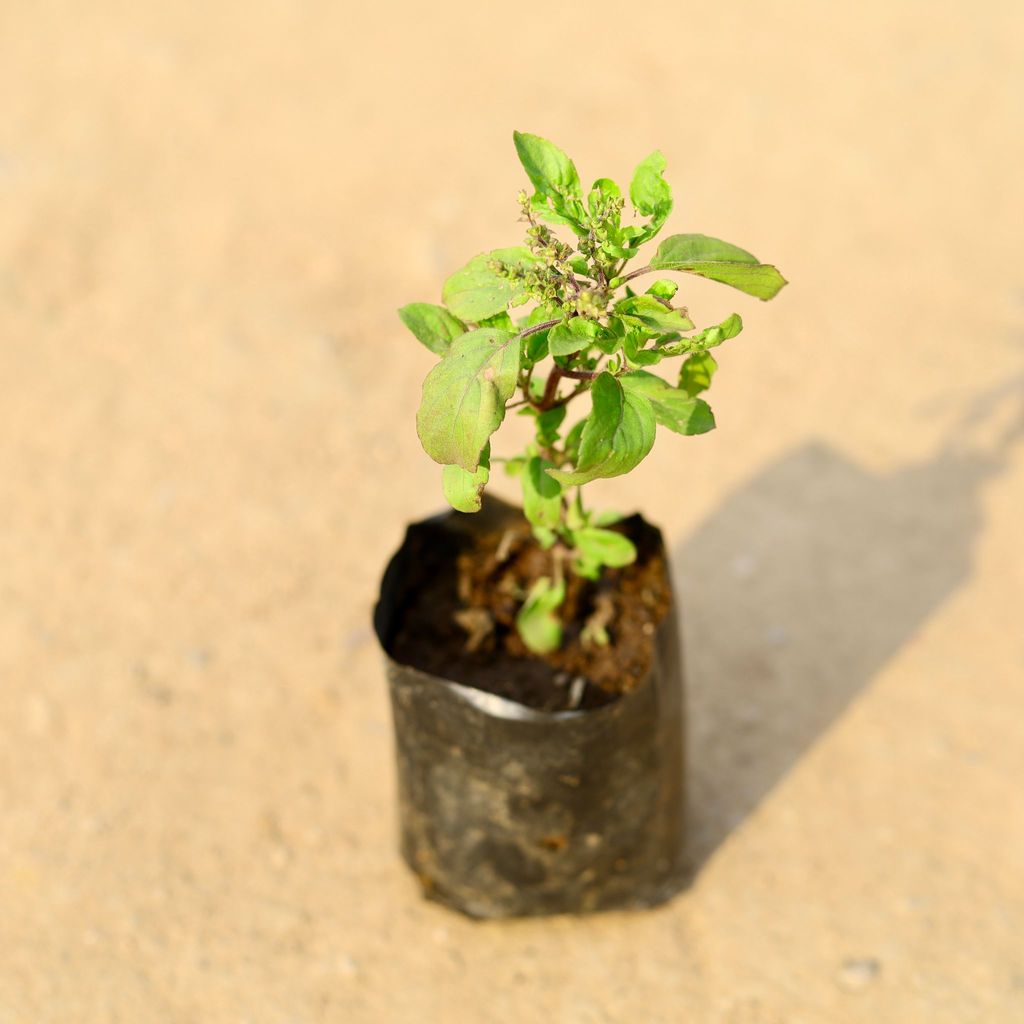 Rama Tulsi in 4 Inch Nursery Bag