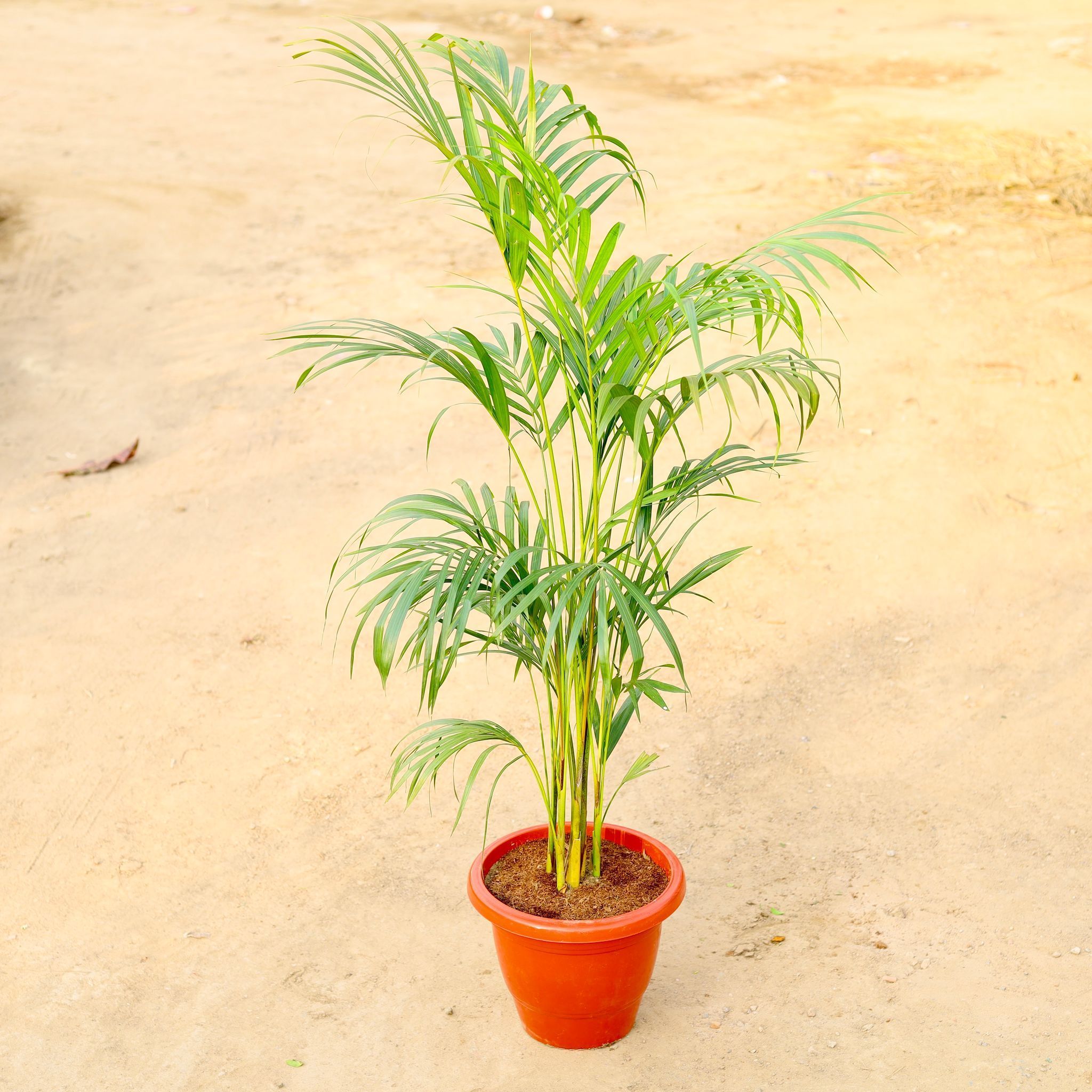 Areca Palm busy (~ 4-5 Ft) in 12 Inch Classy Red Plastic Pot