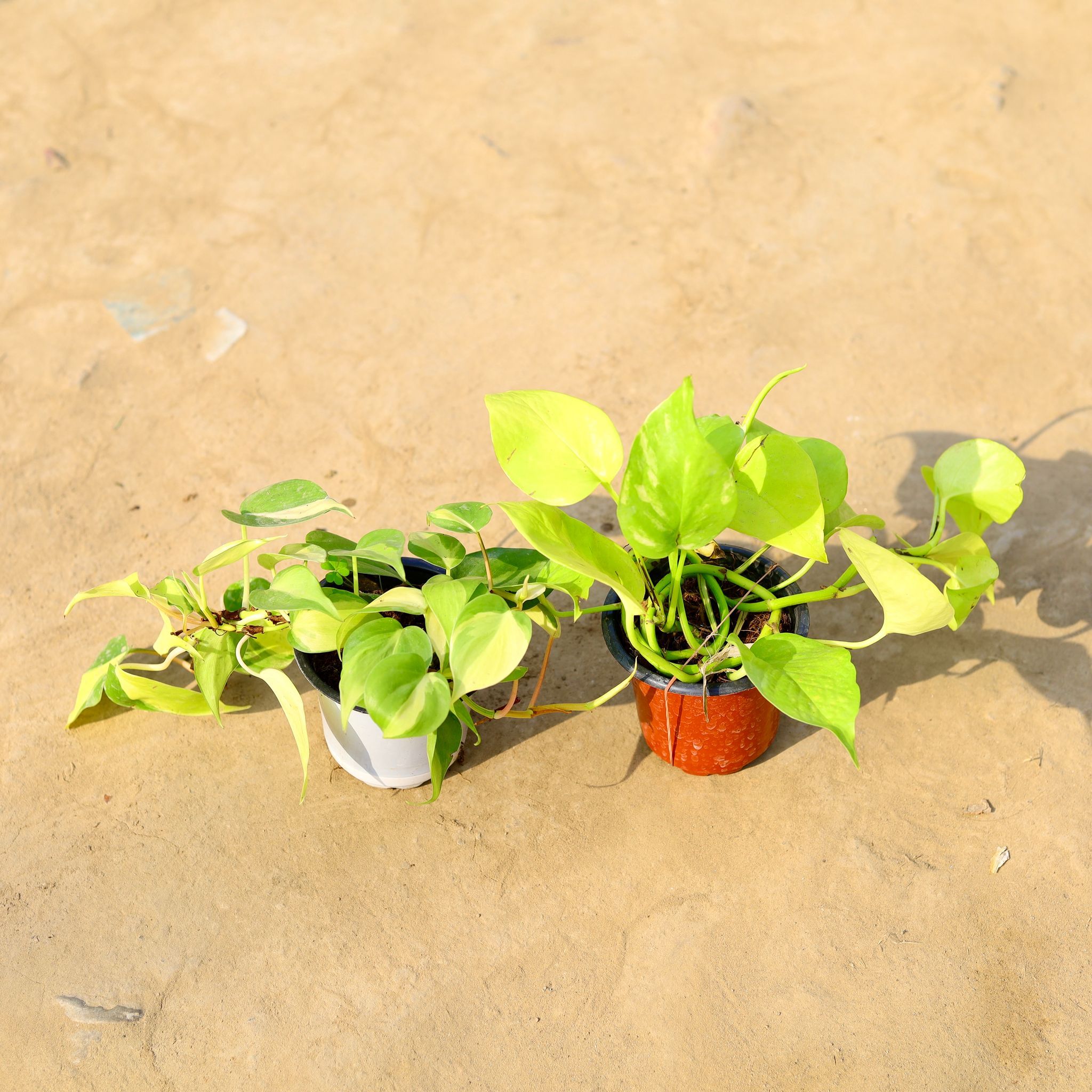 Set of 2 - Golden Money Plant & Oxycardium Variegated in 4 Inch Nursery pot