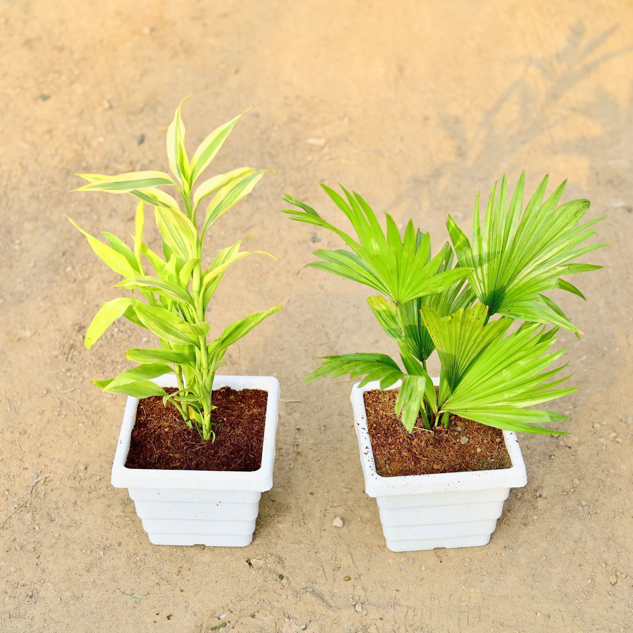 Set of 2 - China / Fan Palm & Golden Lucky Bamboo in 4 Inch White Marble Premium Orchid Square Plastic Pot