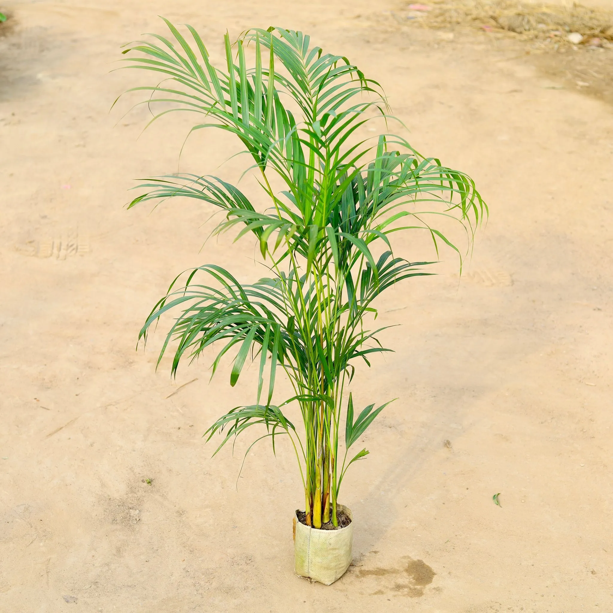 Areca Palm (~ 2-3 Ft) in 6 Inch Nursery Bag