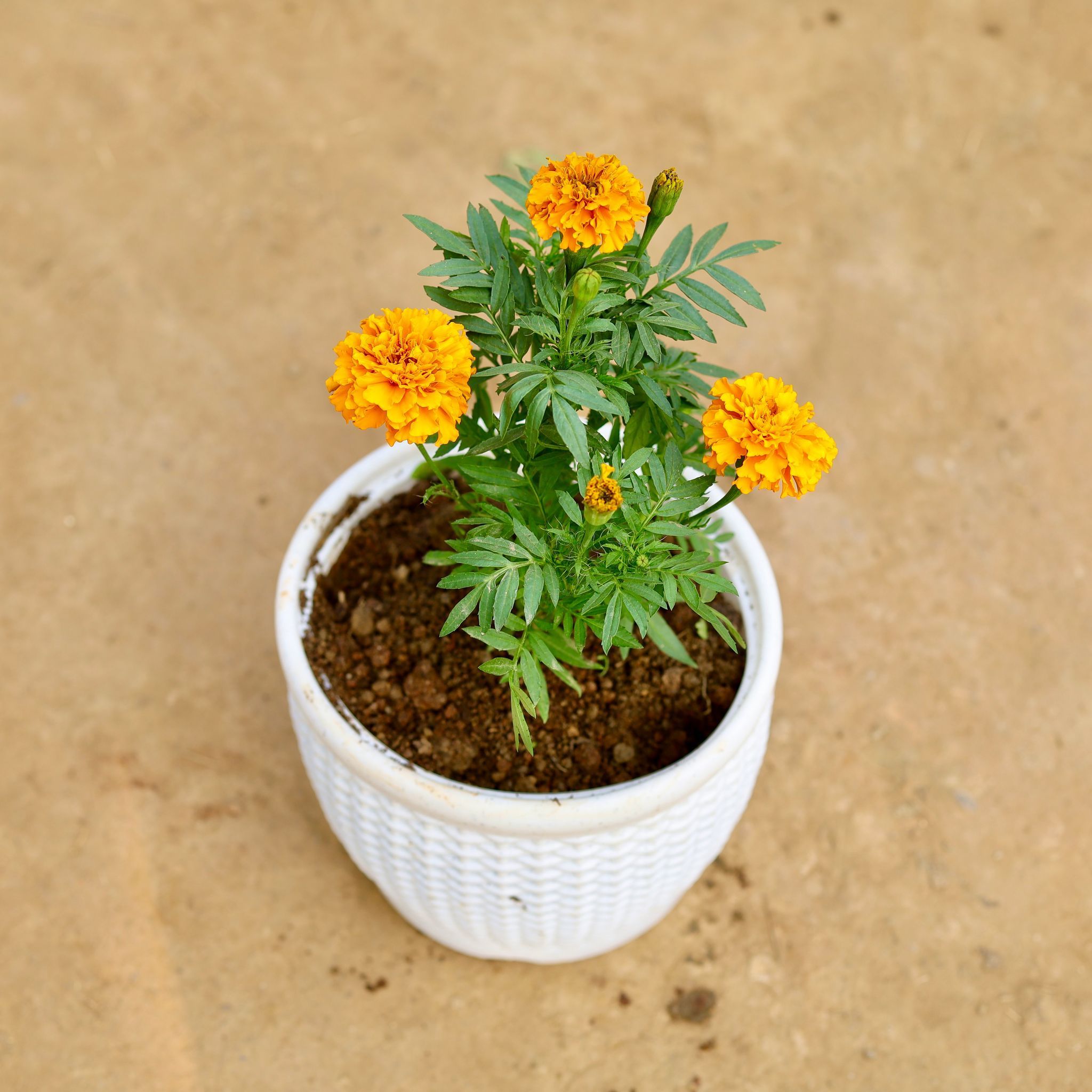 Marigold / Genda Orange in 6 Inch Red Premium Tippy Plastic Pot