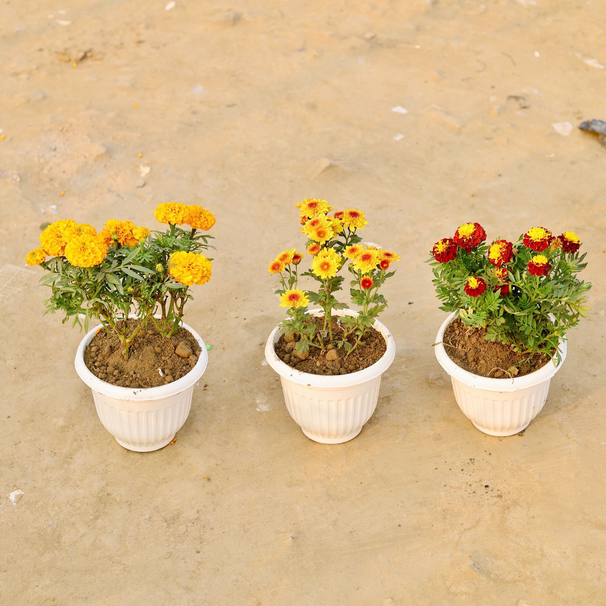 Set Of 3 - Marigold, Marigold Jafri & Chrysanthemum (Any Colour) in 8 Inch White Olive Plastic Pot