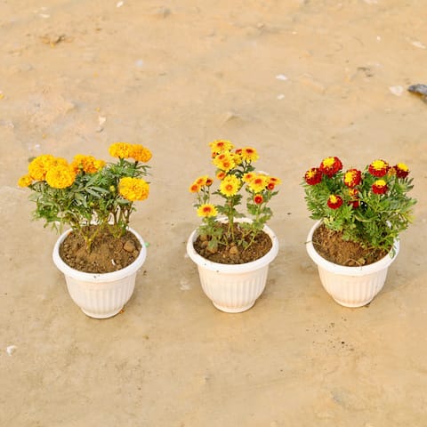 Set Of 3 - Marigold, Marigold Jafri & Chrysanthemum (Any Colour) in 8 Inch White Olive Plastic Pot
