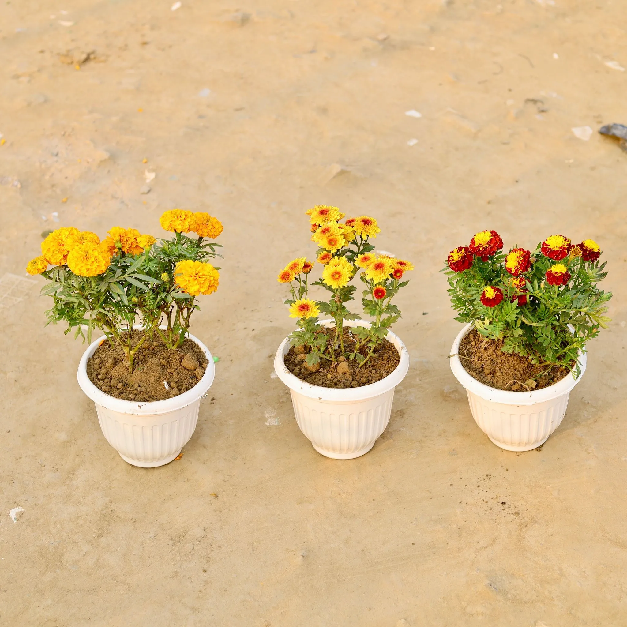 Set Of 3 - Marigold, Marigold Jafri & Chrysanthemum (Any Colour) in 8 Inch White Olive Plastic Pot