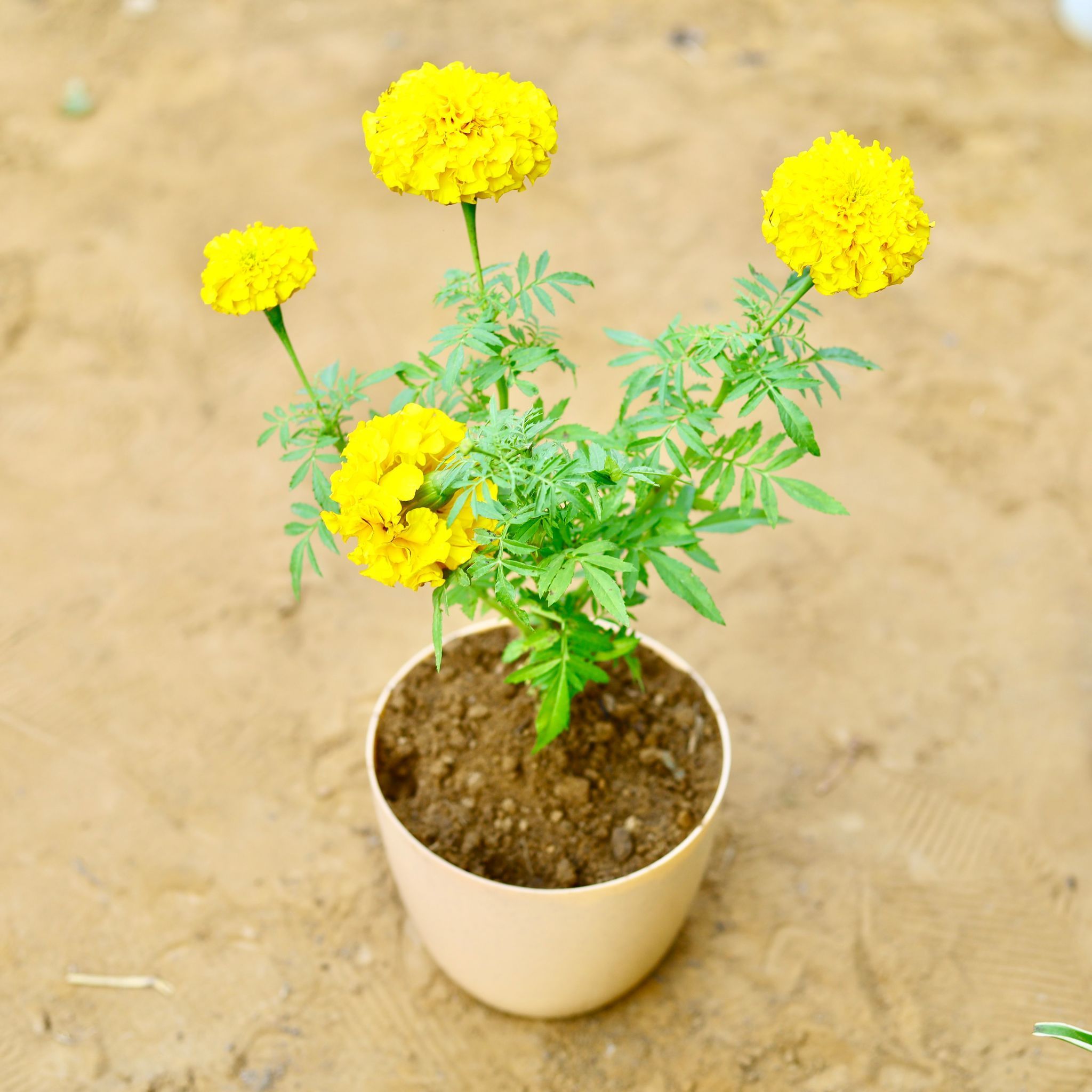 Marigold / Genda French (any colour) in 6 Inch Beige Marble Premium Orchid Round Plastic Pot