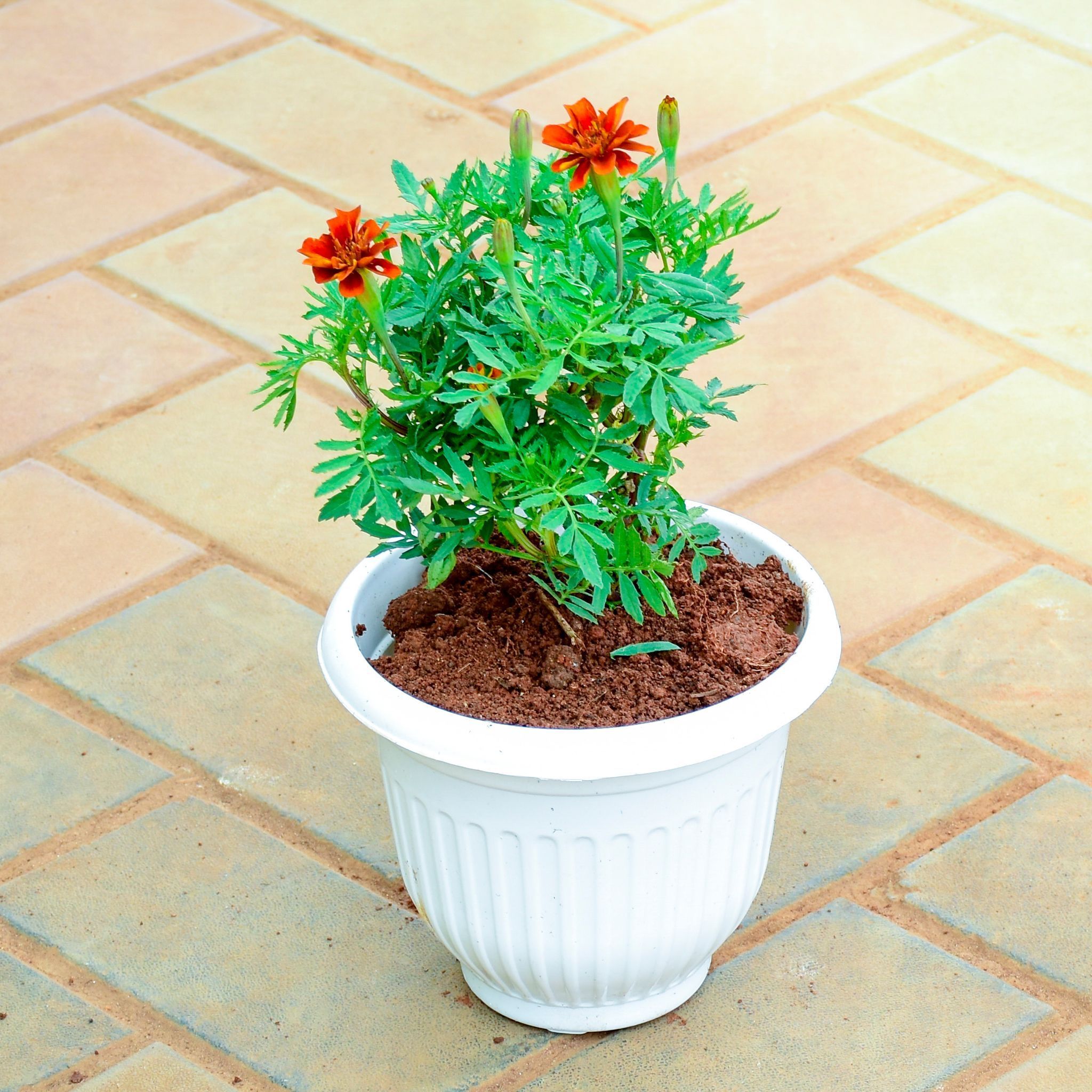 Marigold / Genda Orange in 8 Inch White Olive Plastic Pot