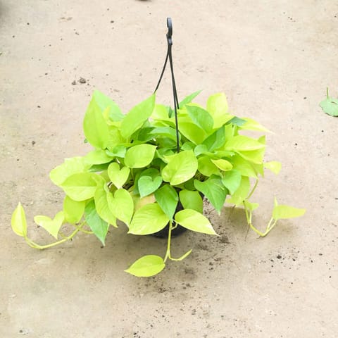 Money Plant Golden (Bushy) in 7 Inch Black Hanging Basket