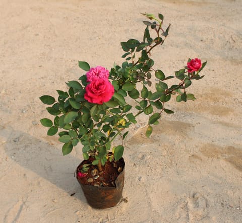 English Rose (Any Colour) in 7 Inch Nursery Bag