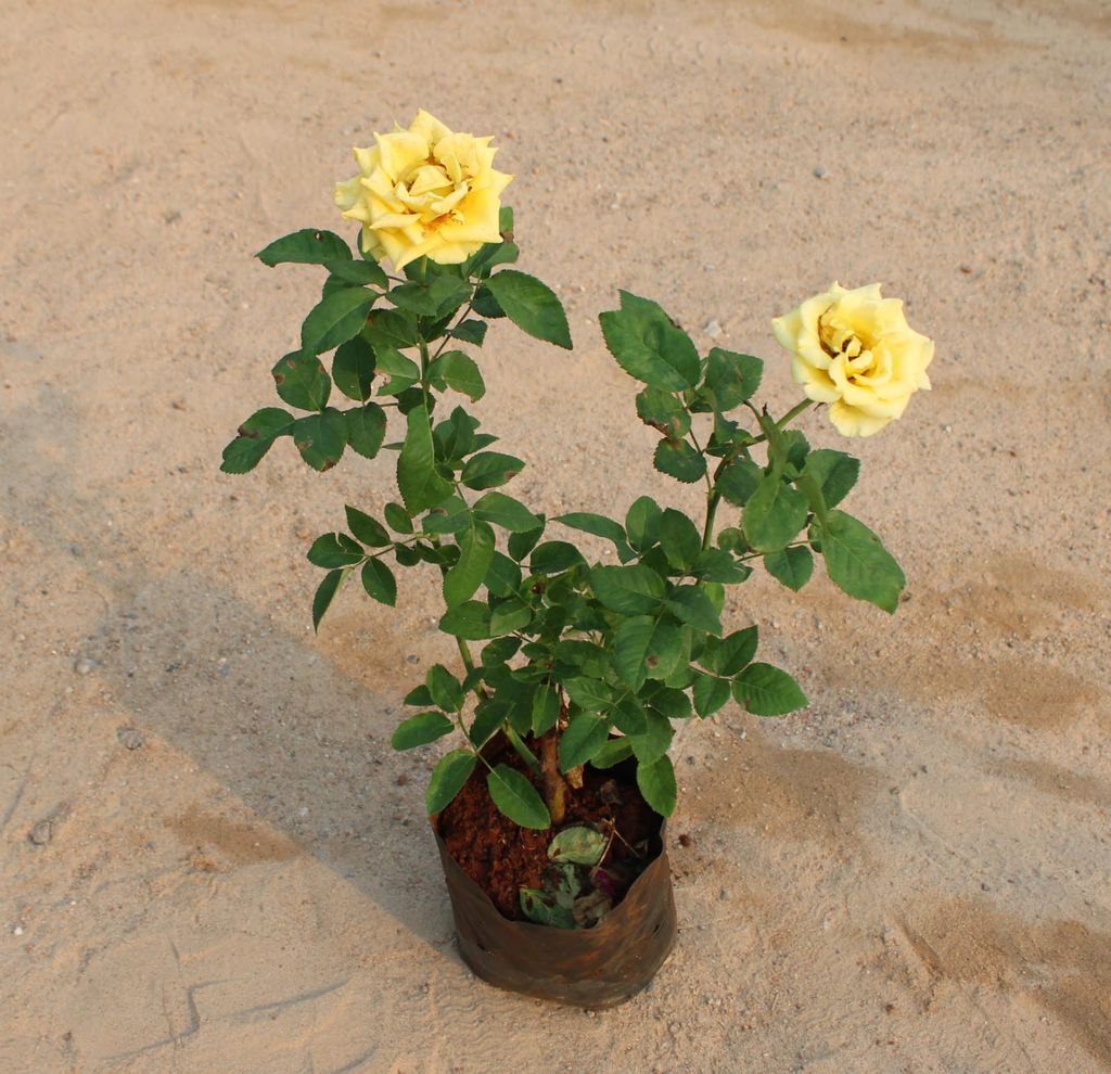 Buy English Rose Yellow in 7 Inch Nursery Bag Online | Urvann.com English Rose yellow in 8 Inch Nursery Bag