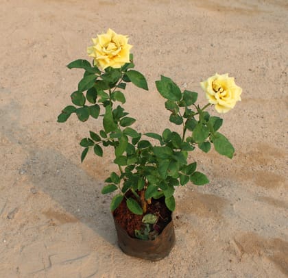 Buy English Rose Yellow in 7 Inch Nursery Bag Online | Urvann.com