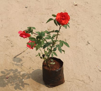 Buy English Rose Red in 7 Inch Nursery Bag Online | Urvann.com