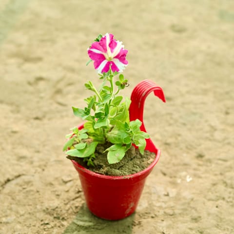 Petunia (Any Colour) in 6 Inch Red Single Hook Hanging Plastic Pot