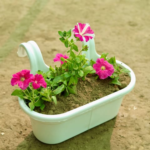 Petunia (Any Colour) in 12 Inch White Double Hook Hanging Plastic Pot