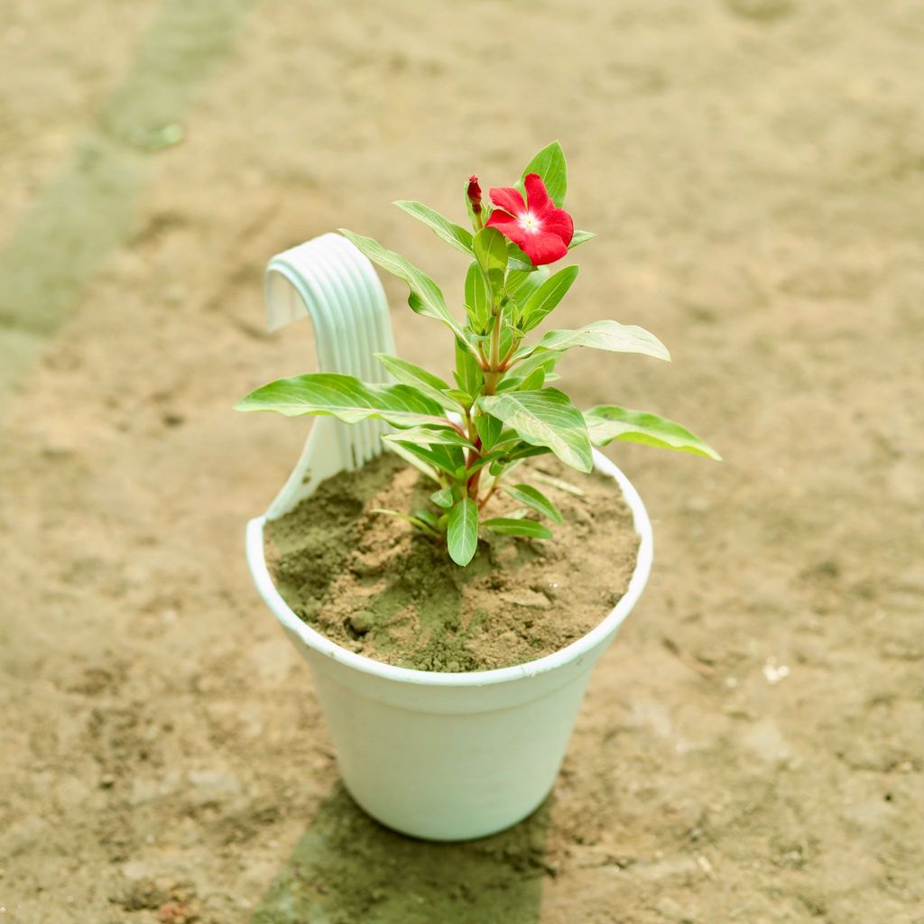 Buy Periwinkle / Sadabahar / Vinca (any colour) in 6 Inch White Single Hook Hanging Plastic Pot Online | Urvann.com Periwinkle / Sadabahar / Vinca (any colour) in 6 Inch White Single Hook Hanging Plastic Pot