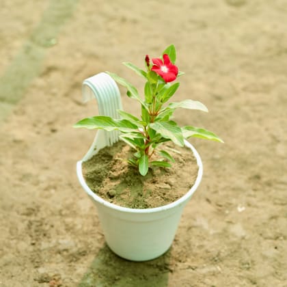 Buy Periwinkle / Sadabahar / Vinca (any colour) in 6 Inch White Single Hook Hanging Plastic Pot Online | Urvann.com