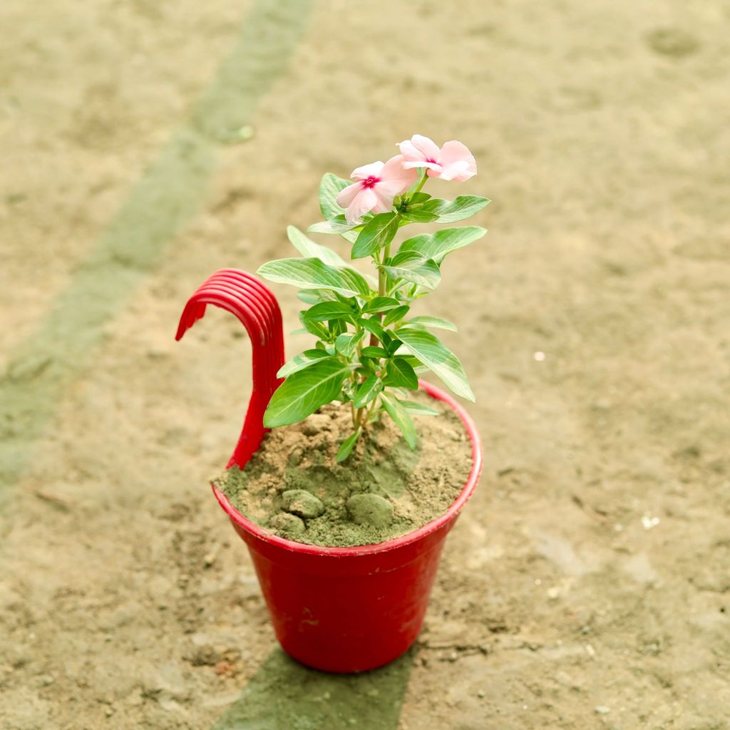 Buy Periwinkle / Sadabahar / Vinca (any colour) in 6 Inch Red Single Hook Hanging Plastic Pot Online | Urvann.com Periwinkle / Sadabahar / Vinca (any colour) in 6 Inch Red Single Hook Hanging Plastic Pot
