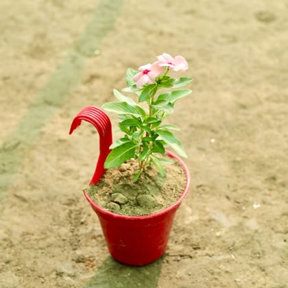 Buy Periwinkle / Sadabahar / Vinca (any colour) in 6 Inch Red Single Hook Hanging Plastic Pot Online | Urvann.com