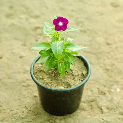 Buy Periwinkle / Sadabahar / Vinca (any colour) in 6 Inch Nursery Pot Online | Urvann.com
