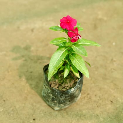 Buy Periwinkle / Sadabahar / Vinca (any colour) in 5 Inch Nursery Bag Online | Urvann.com